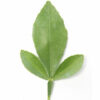 Hoja portainjerto forner-alcaide n5