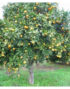 Portainjerto de citricos en españa